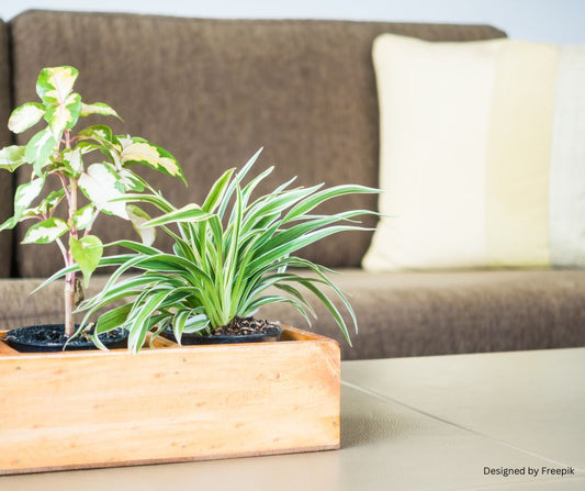 Indoor Plants and Air Purification: Myth, Science, and Reality